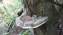 Fomitopsis pinicola