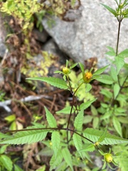 Bidens connata