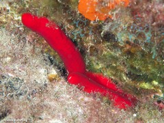 Ophidiaster ophidianus