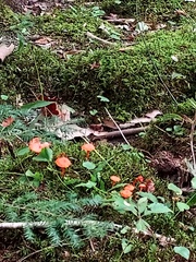 Cantharellus cinnabarinus
