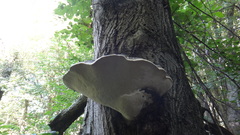 Fomitopsis pinicola