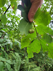 Euonymus occidentalis