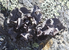 Umbilicaria