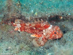 Scorpaena notata