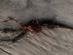 Macrocystis pyrifera