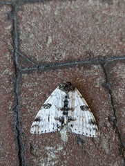 Catocala relicta
