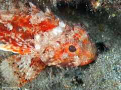 Scorpaena notata