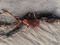 Macrocystis pyrifera