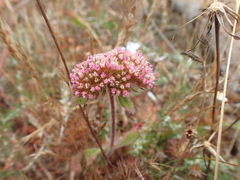 Chorizanthe valida