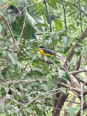 Euphonia hirundinacea
