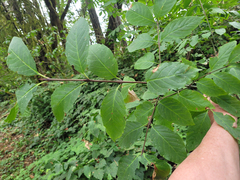 Euonymus occidentalis
