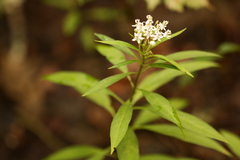 Asclepias perennis