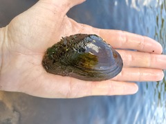 Alasmidonta marginata