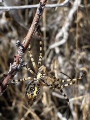 Argiope trifasciata