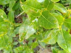 Salix hastata