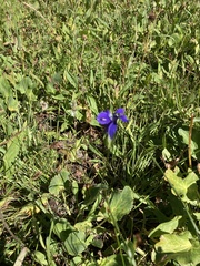 Gentianopsis thermalis