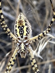 Argiope trifasciata