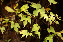 Vitis palmata