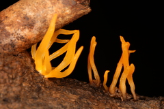 Calocera