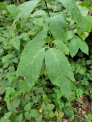 Euonymus occidentalis