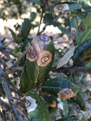 Phytophthora ramorum