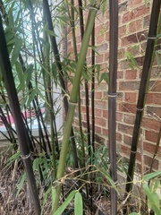 Phyllostachys