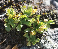 Primula minima