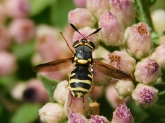 Hoplitimyia constans