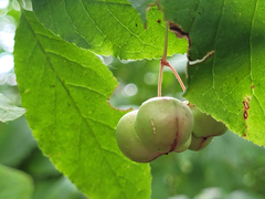 Euonymus occidentalis