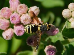Hoplitimyia constans