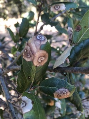 Phytophthora ramorum