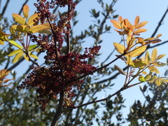 Pistacia terebinthus