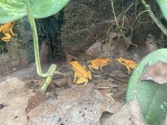 Phyllobates terribilis