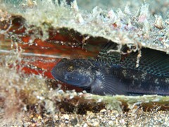 Gobius niger