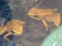 Phyllobates terribilis
