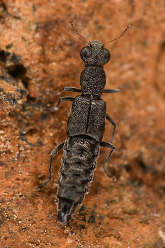 Staph beetle