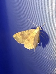 Camptogramma bilineata