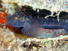 Gobius niger