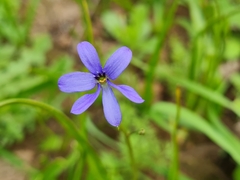 Tecophilaea violiflora