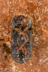 Trypodendron