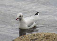 Chroicocephalus ridibundus