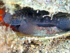 Gobius niger