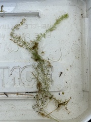 Utricularia minor