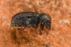 Trypodendron