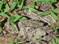 Oedipodinae