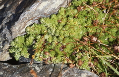 Saxifraga bryoides
