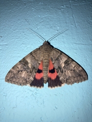 Catocala nupta