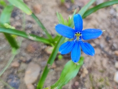Tecophilaea violiflora