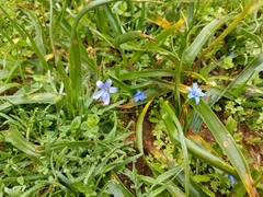Tecophilaea violiflora