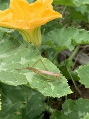 Conocephalini